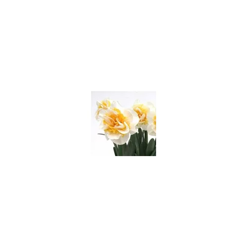 Narcisse à fleurs doubles - Le pot de 1 litre