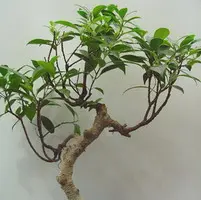 Ficus. Le pot de Ø 40 x H 170 cm, forme spirale