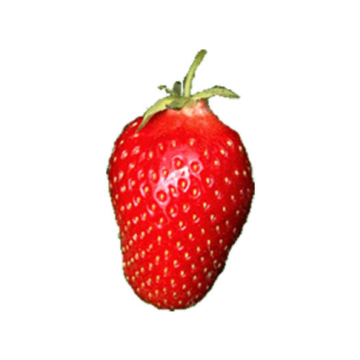 Bio Aardbeipoot Cigaline - 25 poten - Kaliber B
