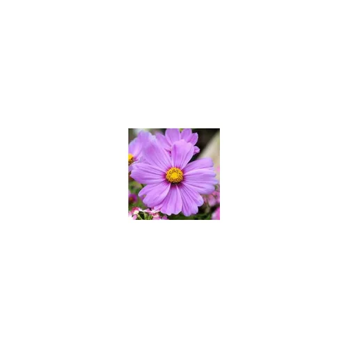 Cosmos - La barquette de 10 plants