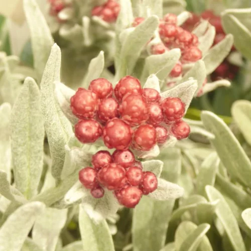 Helichrysum Thianschanicum - Le pot de 10.5 cm