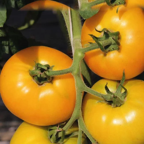 Tomate Ronde Golden Boy bio. Le pot de 9 x 9 cm