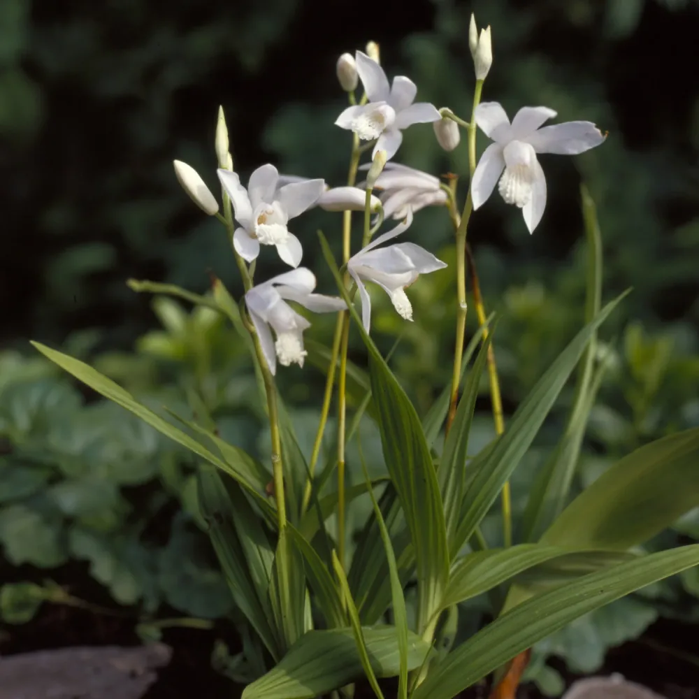 Orchidée Jacinthe Alba Bletilla striata Alba