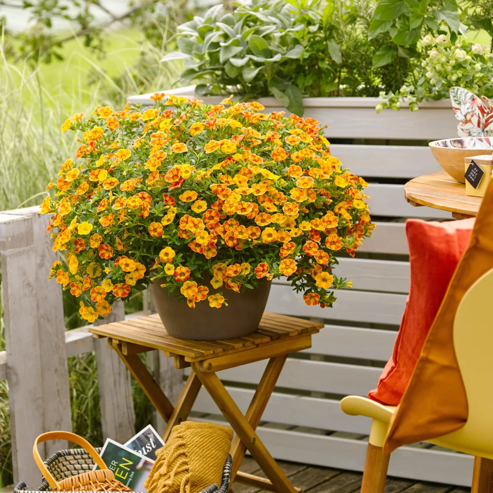 3 Mini-pétunias jaunes/rouges Calibrachoa Diva Orange
