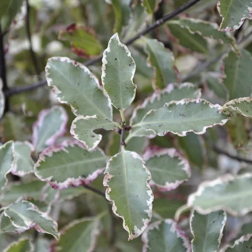 Pittosporum Tenuifolium Elizabeth. Le pot de 25 litres