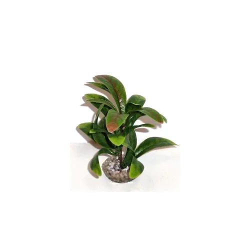 Anubias vert en plastique 13 cm