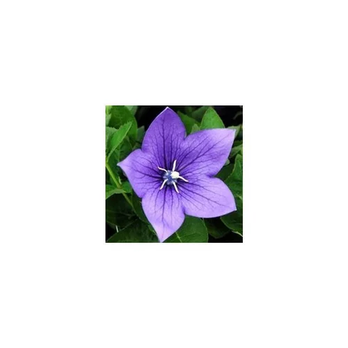 Platycodon - La coupe en terre cuite