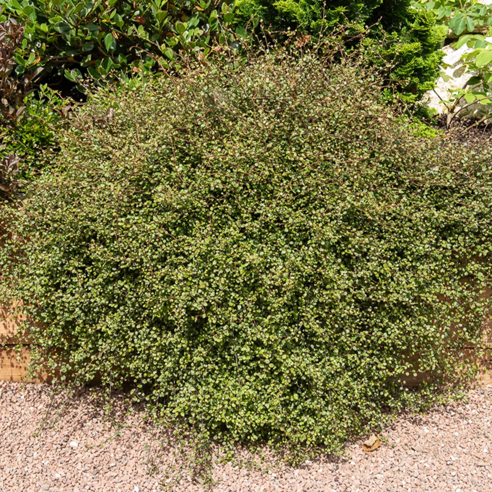 Muehlenbeckia complexa Muehlenbeckia complexa