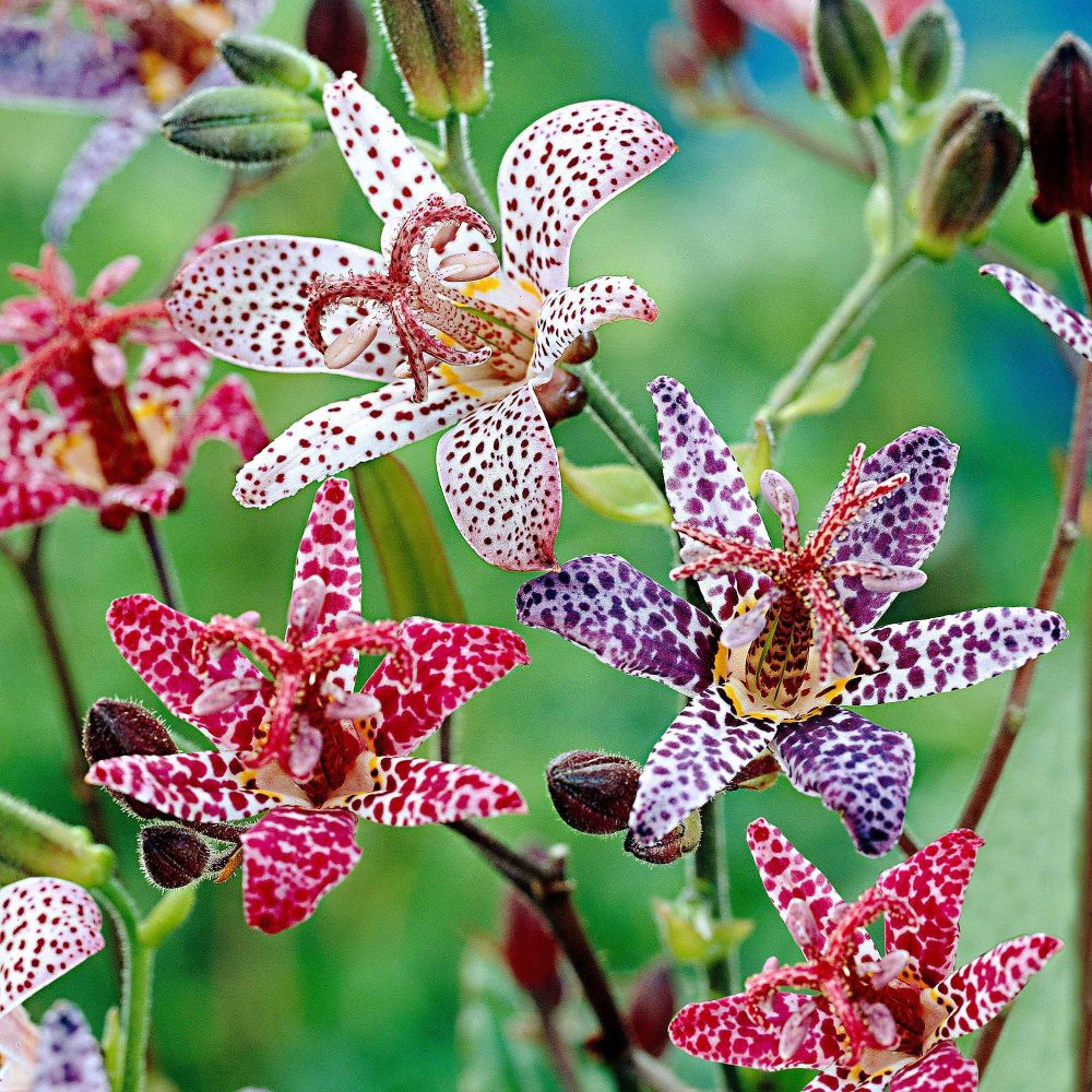 5 Tricyrtis en mélange Tricyrtis hirta