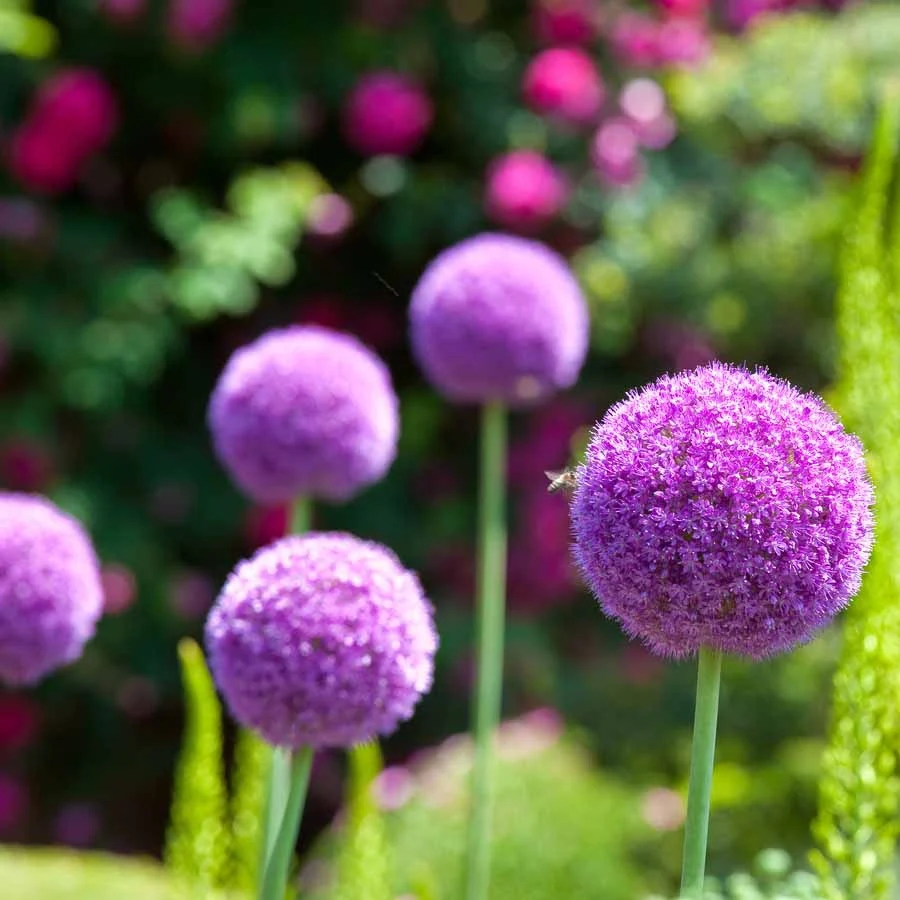 3 Alliums d'ornement Globemaster Allium Globemaster