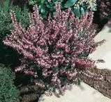 Erica Darleyensis – Pot de 0.5L