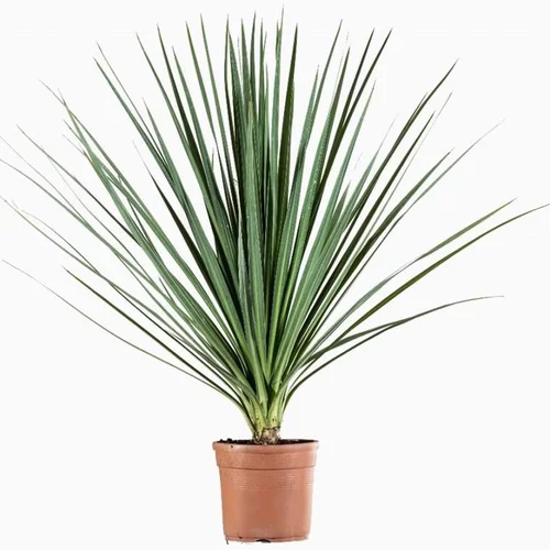 Cordyline. Le pot de 5 litres
