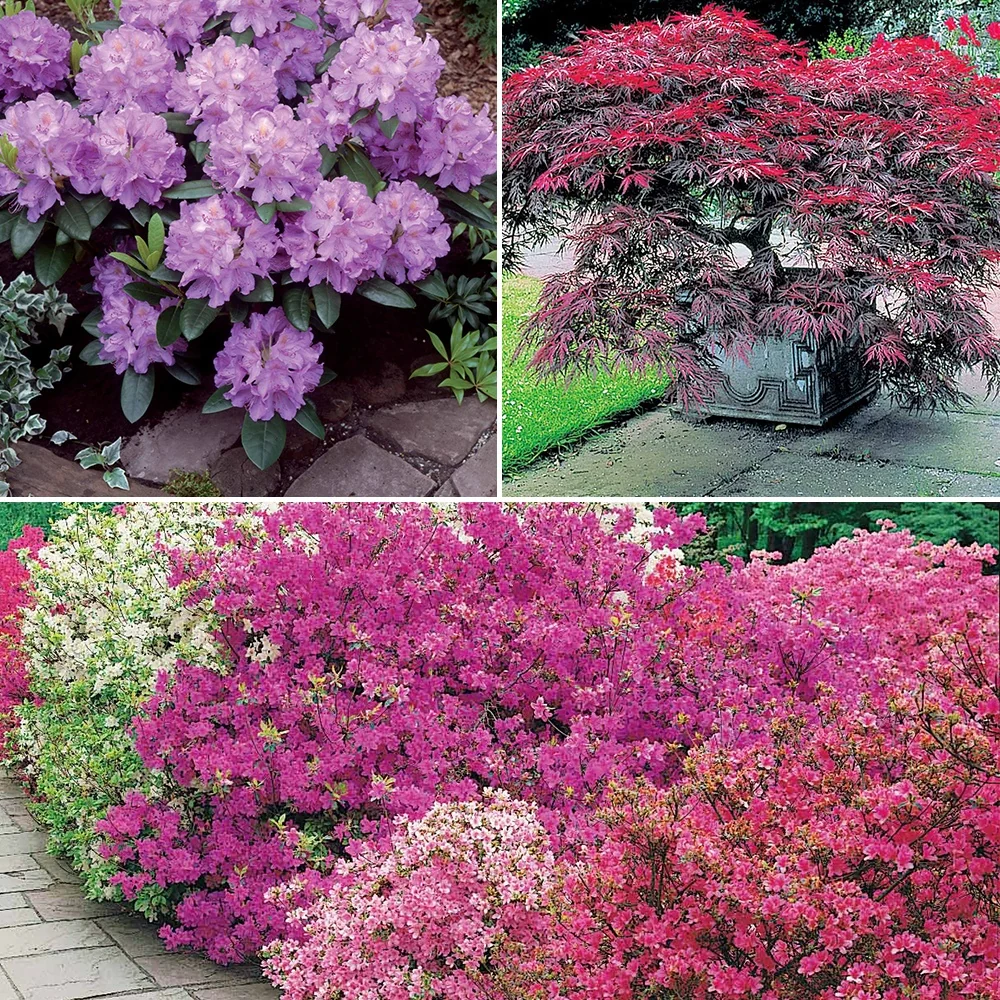 Collection de 5 arbustes d'ombre (3 azalées + 1 rhodo + 1 érable) Azalea japonica, rhododendron, acer palmatum atrop