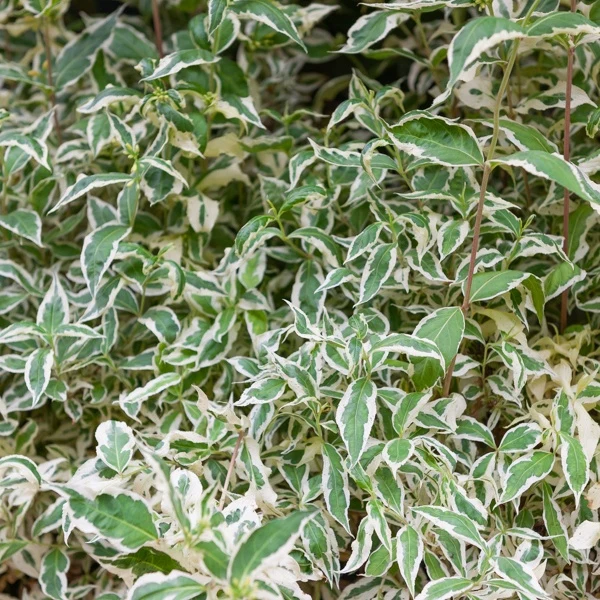 Diervilla sessilifolia Variegata Diervilla sessilifolia variegata