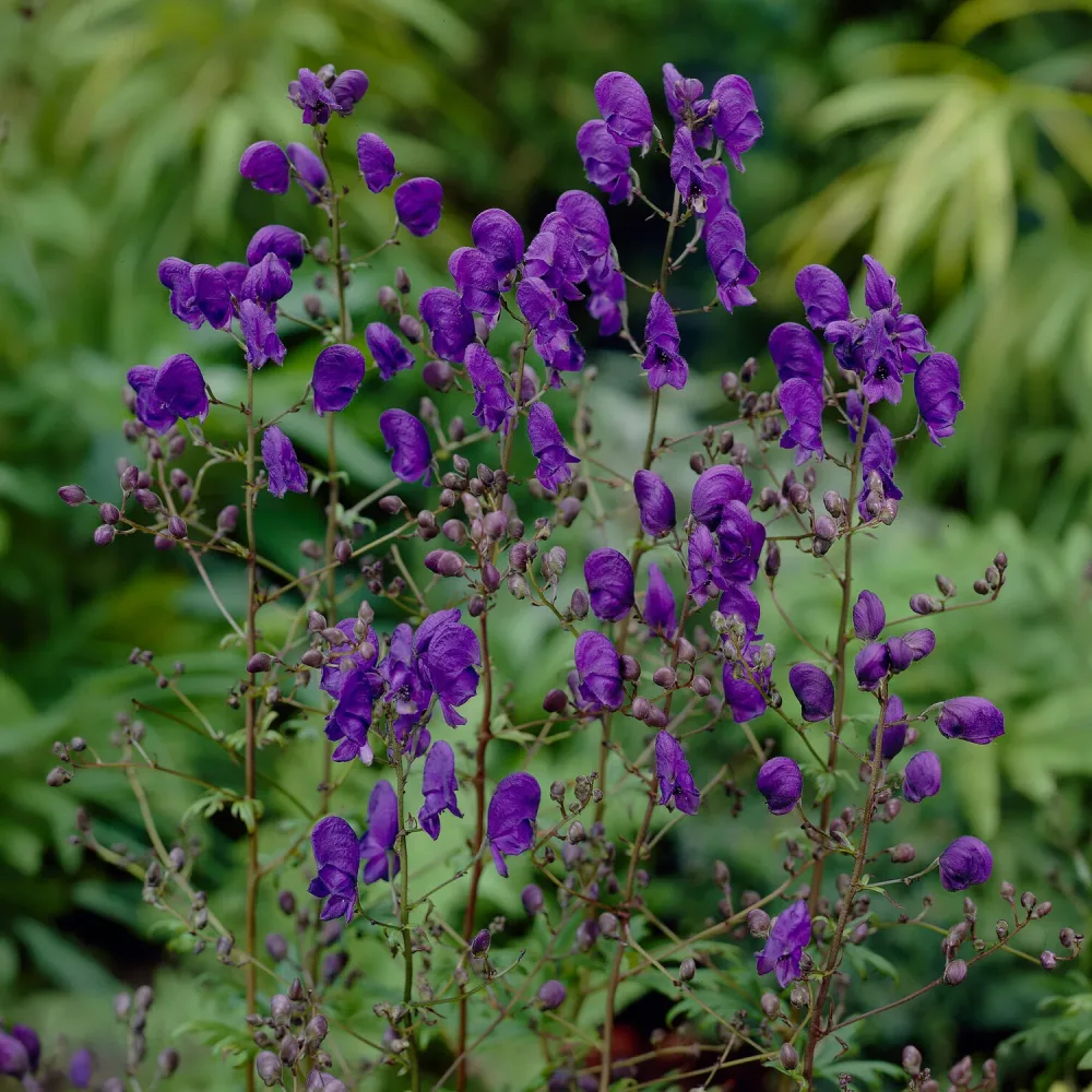 Aconit Spark's Variety Aconitum henryi Spark's Variety
