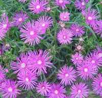 Delosperma Cooperi - La barquette de 6 plants