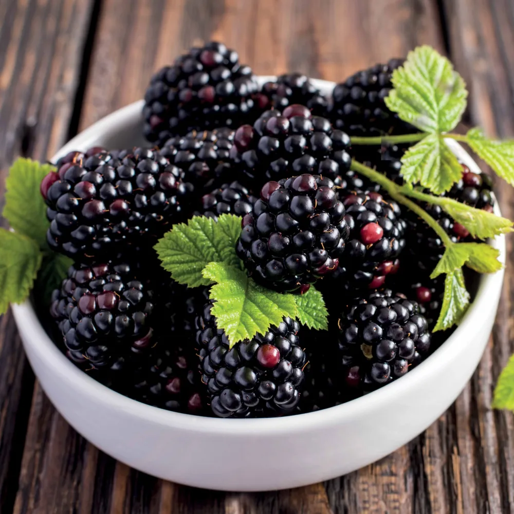 Mûrier Thornless Evergreen Rubus fruticosus Thornless Evergreen