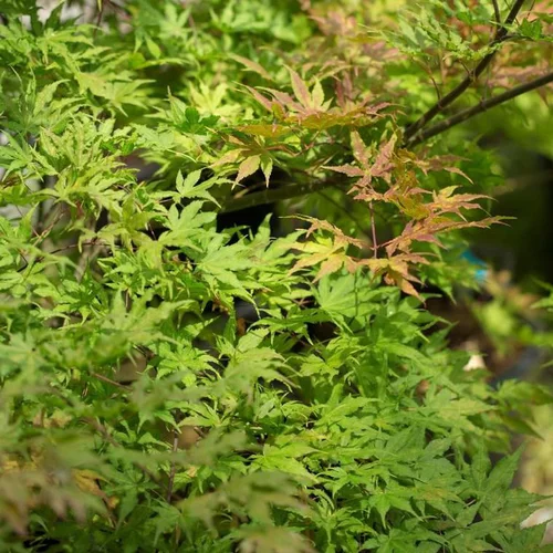 Acer Palmatum Reticulatum - Le pot de 3 litres