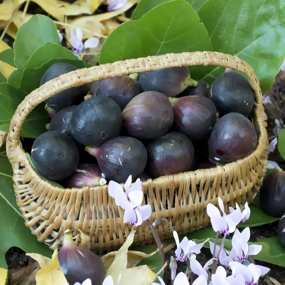 Figuier Noire de Caromb Ficus carica Noire de Caromb