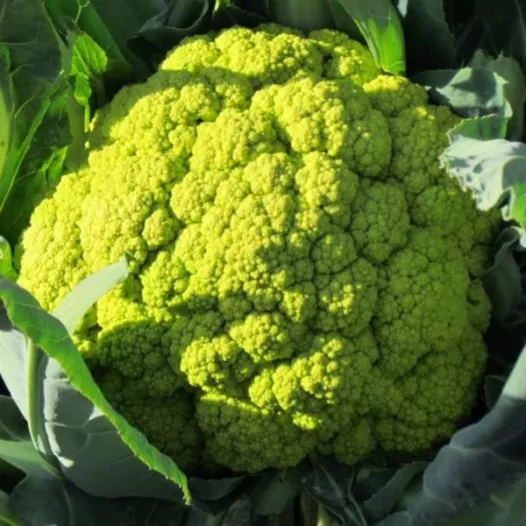 Bio zaden van Bloemkool Verde di Macerata