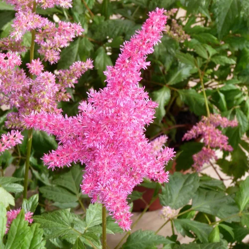 Astilbe Collection. Le pot de 5 litres