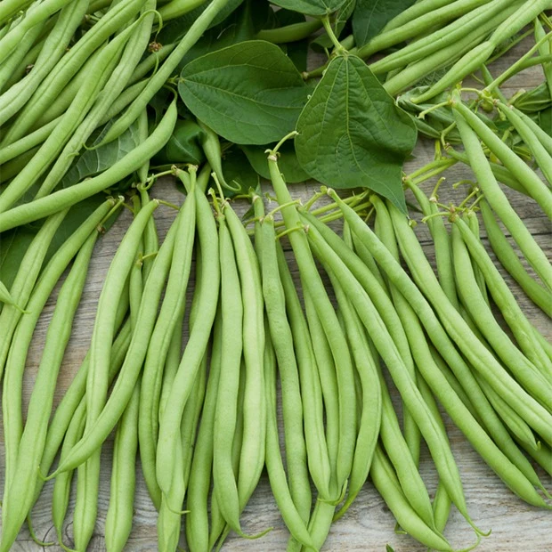 Haricot nain Cupidon Phaseolus vulgaris nain cupidon (obt. gautier)