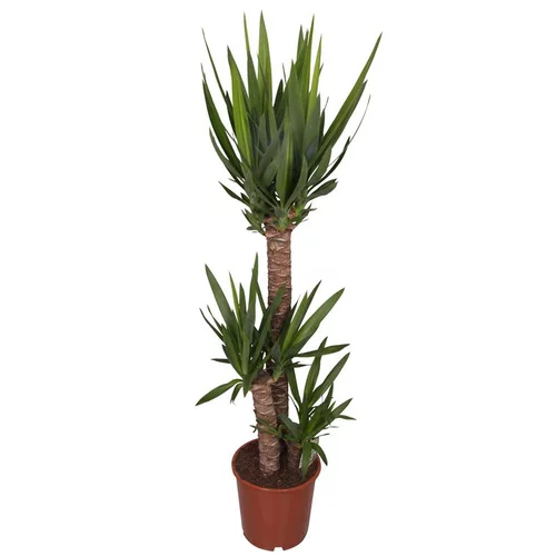 Yucca 3 pieds. Le pot Ø 24 cm