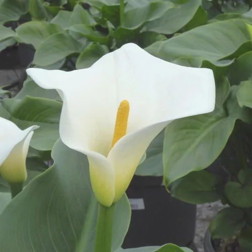 Arum Blanc. Le pot de 25 cm