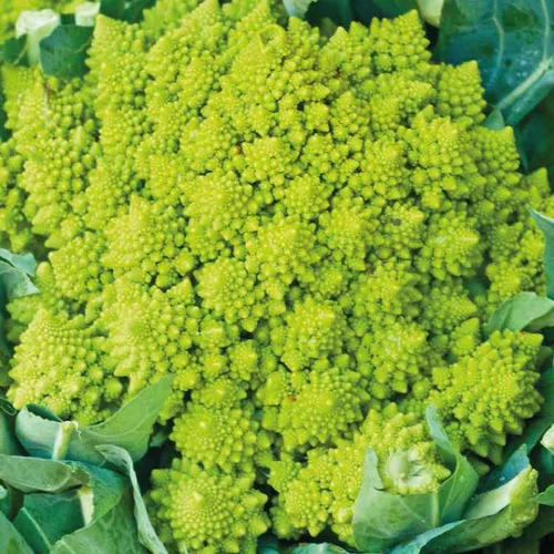 Chou Romanesco Bio. La barquette de 6 plants