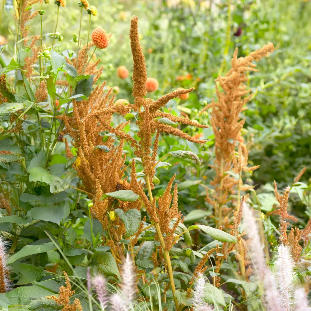 Amarante Hot Biscuits Amaranthus cruentus Hot Biscuits