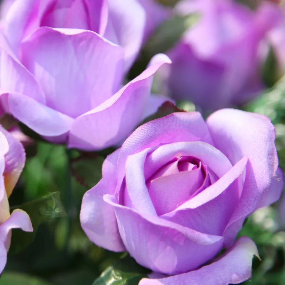 Rosier grimpant violet Rosa