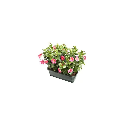 Dipladénia buisson - La jardinière de 50 cm