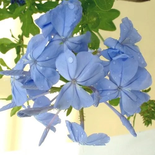 Plumbago Auriculata Tippi - Le pot de 5 litres