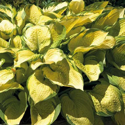 Hosta Golden - Le pot de 9 x 9 cm
