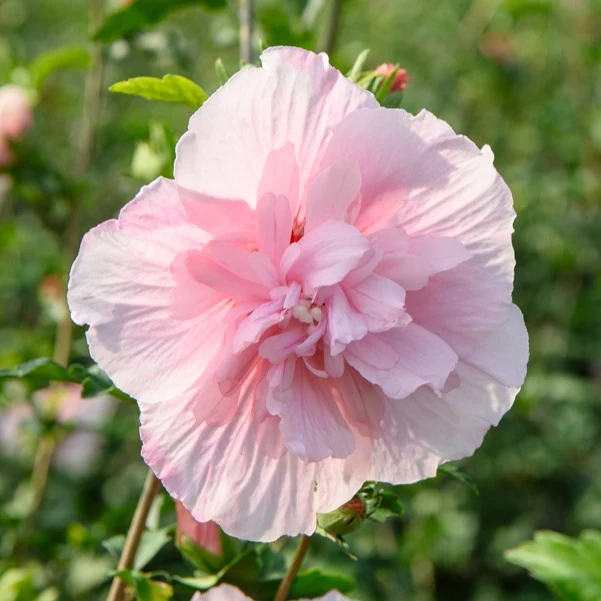 Hibiscus Pink Chiffon Hibiscus Syriacus Pink Chiffon