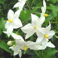 SOLANUM JASMINOIDES. Le pot de 3 litres