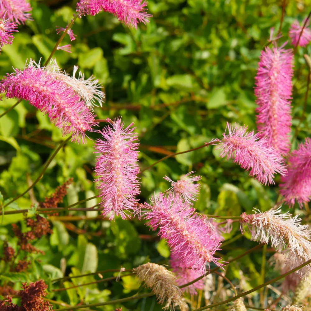 3 Pimprenelles roses - Sanguisorbe Sanguisorba obtusa