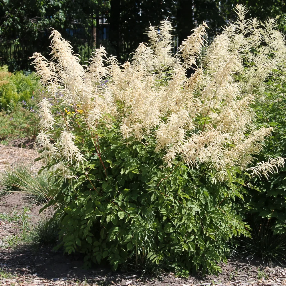 Barbe de bouc dioïques Aruncus dioicus