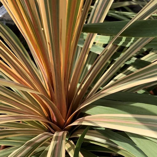 Cordyline Australis Torbay Dazzler 3 troncs. Le pot de 45 litres