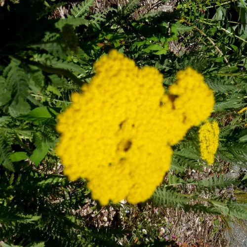Achillea - Le pot de 2 litres