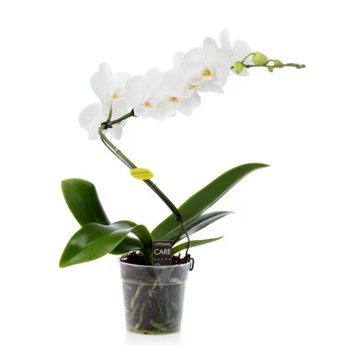 Phalaenopsis spirale multicolore botanic® – Pot de 12 cm