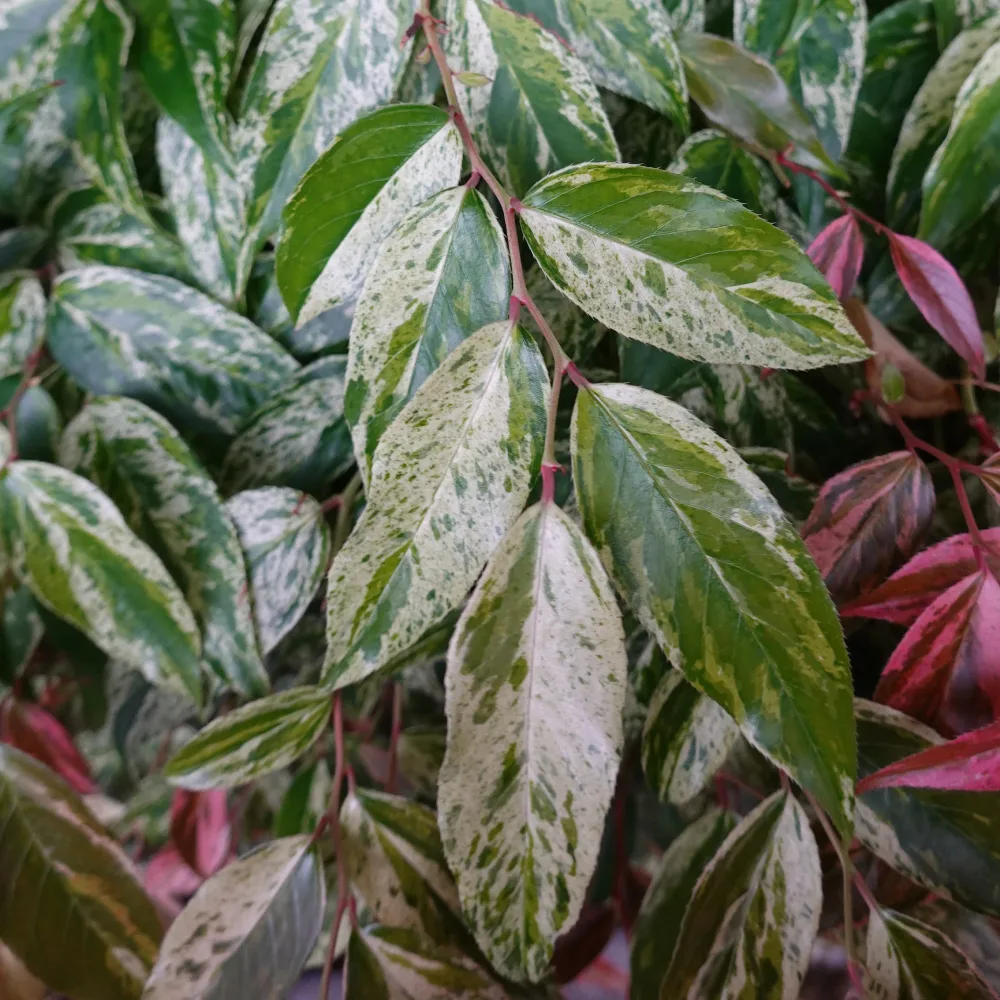 Leucothoe walteri Rainbow Leucothoe walteri 'rainbow'