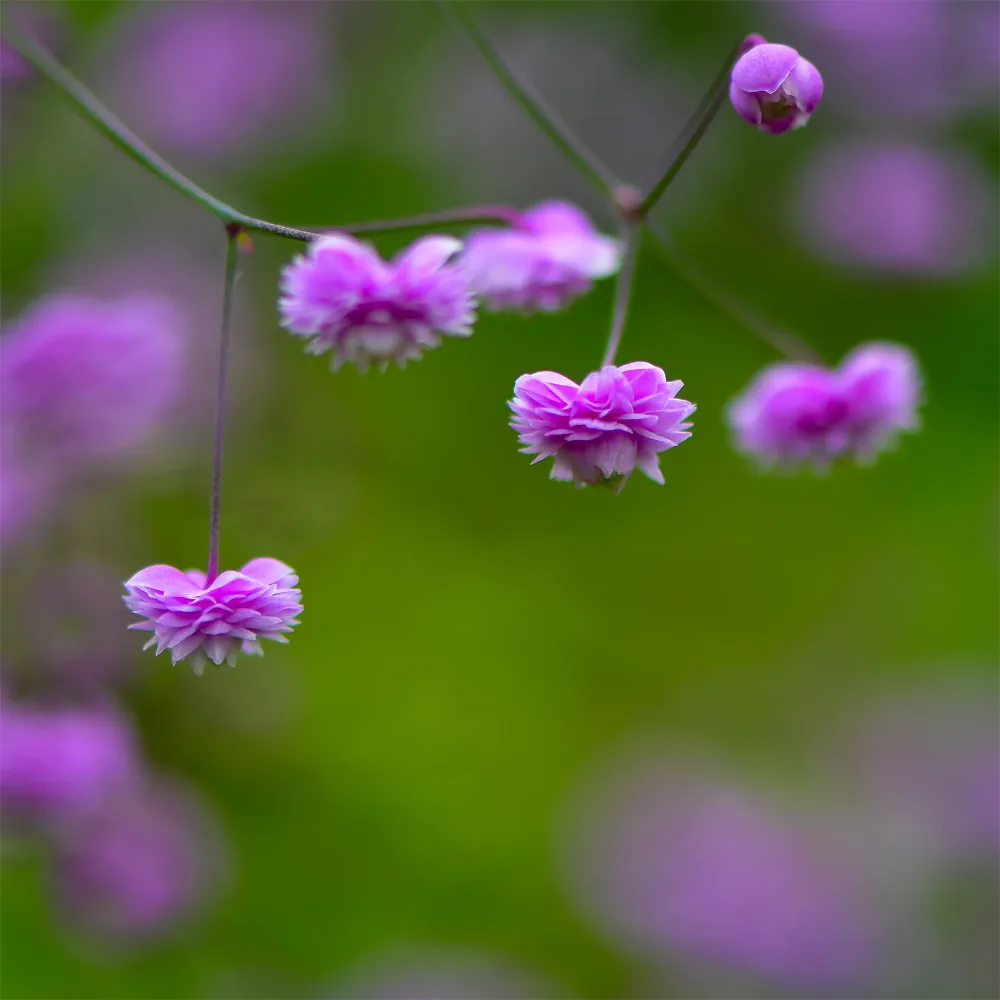 Pigamon Delavayi Hewitts Double Thalictrum delavayi Hewitts Double