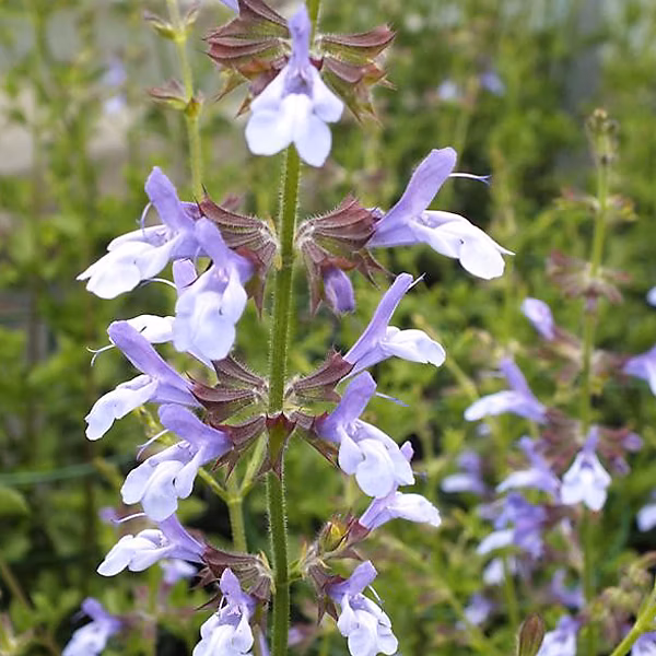 6 x Sauge uliginosa 'African Skies' – Salvia uliginosa 'African Skies', godet 9cm x 9cm