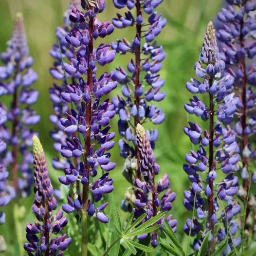 Bio zaden van Blauwe lupine (groenbemester)