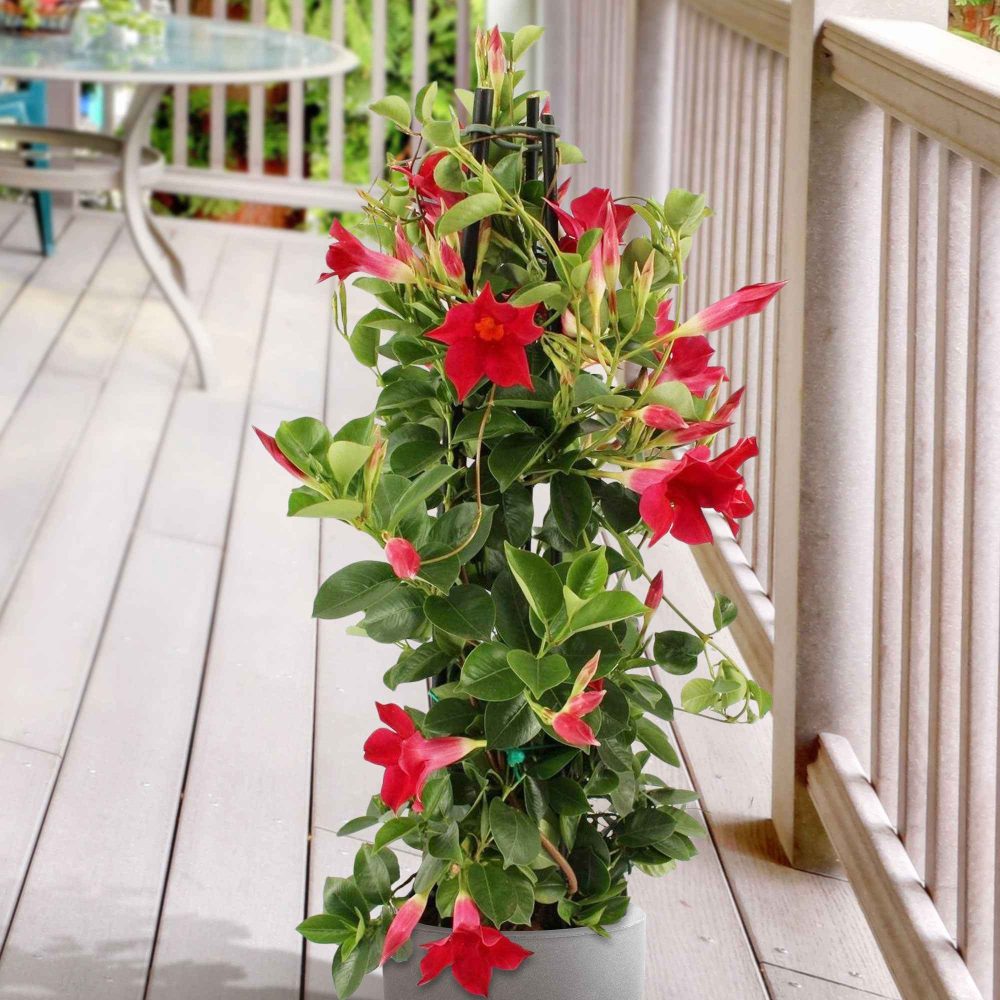 Jasmin du Brésil - Dipladenia pyramide rouge Mandevilla