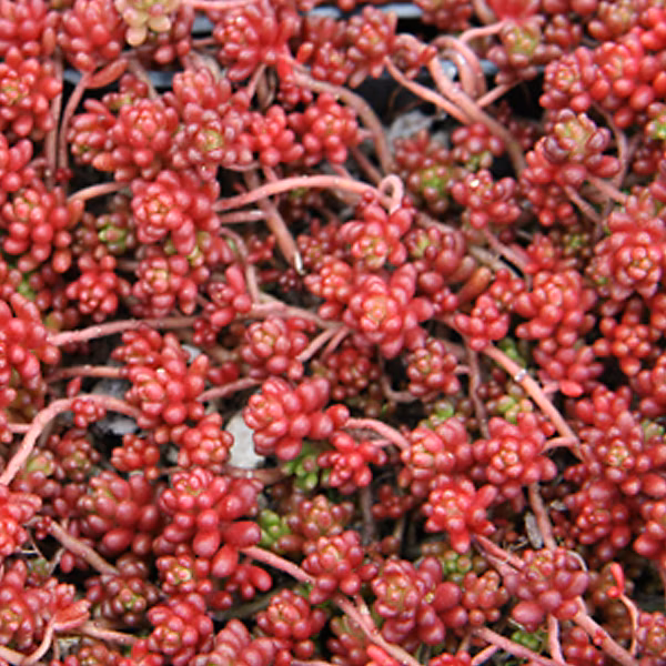 6 x Orpin blanc 'Coral Carpet' | Sedum album 'Coral Carpet' – godet 9cm x 9cm