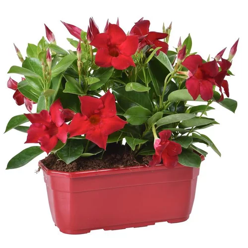 Dipladénia buisson - La jardinière de 30 cm