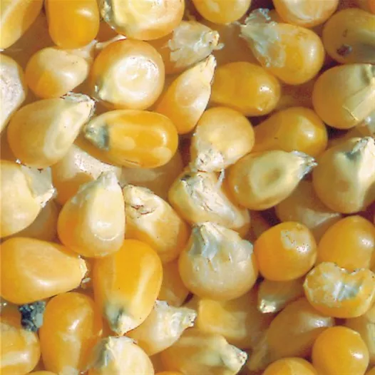 Biologische zaden van maïs Pop Corn
