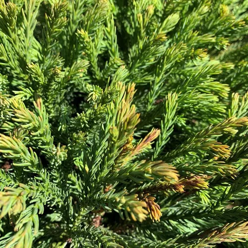 Cèdre du Japon Globosa Nana vert. Le pot de 90 litres, 100/120